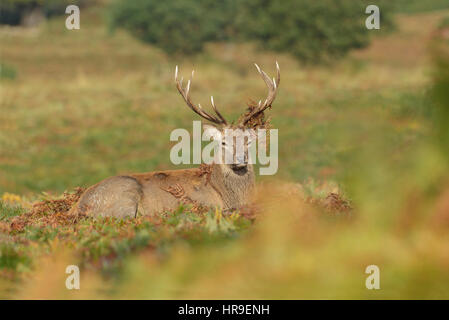 Rothirsch (Cervus Elaphus) Hirsch, ruhen, mit Bracken in Geweih, Bradgate Park, Leicestershire, England, Oktober Stockfoto