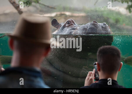 Besucher sehen wie das Flusspferd (Hippopotamus Amphibius) Schwimmen im Beauval Zoo in Saint-Aignan Sur Cher, Loir-et-Cher, Frankreich. Stockfoto