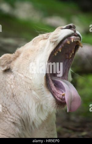 Weiblicher weißer Löwe (Panthera Leo Krugeri). Weiße Löwen sind die Farbe Mutation von der Transvaal-Löwe (Panthera Leo Krugeri), auch bekannt als der Kalahari Stockfoto