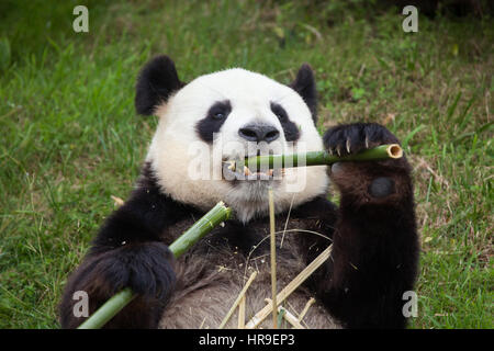 Großer Panda (Ailuropoda Melanoleuca) im Beauval Zoo in Saint-Aignan Sur Cher, Loir-et-Cher, Frankreich. Stockfoto