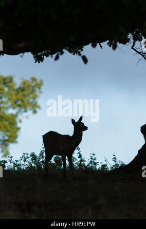 Rothirsch (Cervus Elaphus) Kalb, unter Baum, Silhouette, Studley Royal, North Yorkshire, England, Oktober Stockfoto