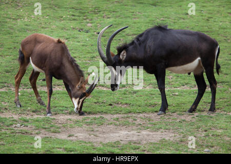 Rappenantilope (Hippotragus Niger), auch bekannt als die schwarze Antilope. Stockfoto