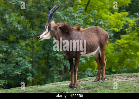 Rappenantilope (Hippotragus Niger), auch bekannt als die schwarze Antilope. Stockfoto