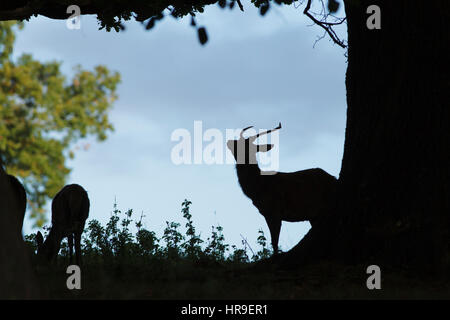 Rothirsch (Cervus Elaphus) junge, männliche, Silhouette unter, Studley Royal, North Yorkshire, England, Oktober Baum Stockfoto