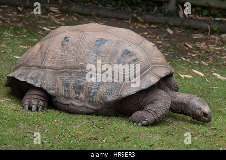 Aldabra-Riesenschildkröte (Aldabrachelys Gigantea). Stockfoto