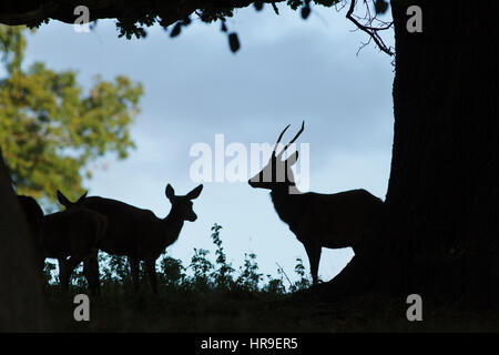 Junge männliche Rothirsch (Cervus Elaphus) und Hinds, unter Baum, Silhouette, Studley Royal, North Yorkshire, England, Oktober Stockfoto