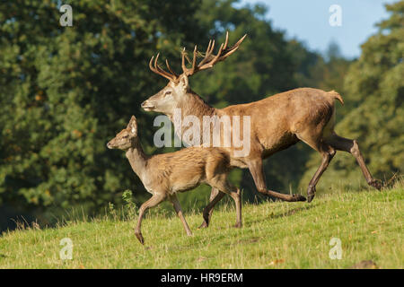 Rothirsch (Cervus Elaphus) Hirsch und Kalb, Hang, liefen, Studley Royal, North Yorkshire, England, Oktober Stockfoto
