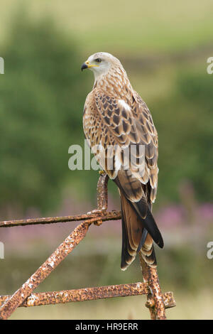 Rotmilan (Milvus Milvus) unreif, gehockt Altpörtel in hochgelegenen Lebensraum Pennines, West Yorkshire, England, September (Captive Vogel) Stockfoto