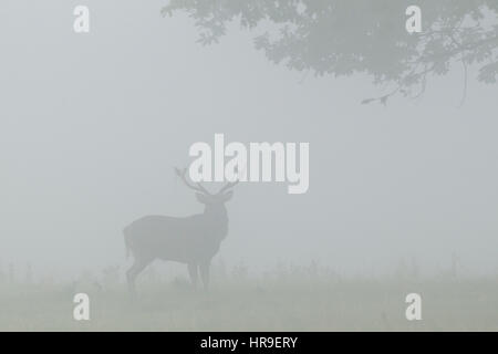 Sika Rotwild (Cervus Nippon) eingeführten Arten, Reife Hirsch in dichtem Nebel, Studley Royal, North Yorkshire, England, Oktober Stockfoto