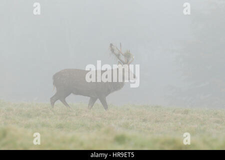 Sika Hirsch (Cervus Nippon) eingeführten Arten, reife Hirsch gehen mit Gras im Geweih, im dichten Nebel, Studley Royal, North Yorkshire, England, Octob Stockfoto
