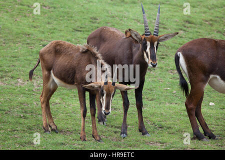 Rappenantilope (Hippotragus Niger), auch bekannt als die schwarze Antilope. Stockfoto