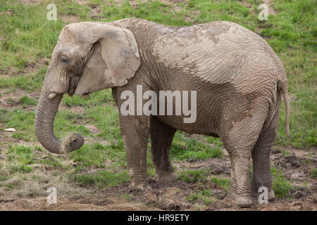 Afrikanischer Bush Elefant (Loxodonta Africana). Stockfoto