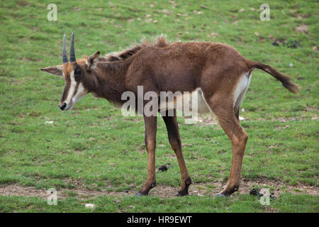 Rappenantilope (Hippotragus Niger), auch bekannt als die schwarze Antilope. Stockfoto