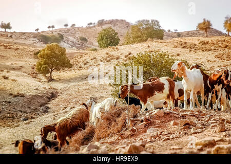 Herde von Ziegen in einer ländlichen Landschaft. Zypern. Stockfoto