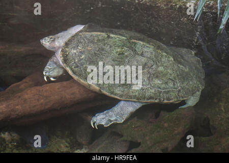 Riesige asiatische Sumpfschildkröte (Heosemys Grandis). Stockfoto