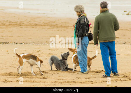 Über zwei weitere spielerische Pooches kommen ein paar Ausübung ihres Hundes am Strand. Stockfoto
