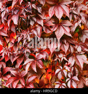 Leuchtend rote wildem verlässt. Herbstlaub. Schönen Herbst. Stockfoto