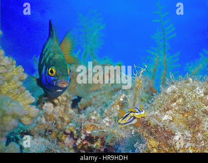 Eine blau-grüne Riffbarsche (Chromis Viridis) auf dem Riff ein Pyjama Nacktschnecke (Chromodoris Quadricolor) zu prüfen. Fotografiert im ägyptischen Roten Meer. Stockfoto