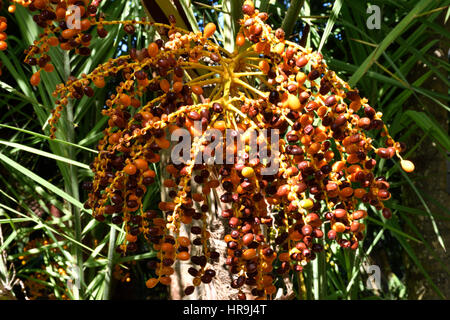 Nahaufnahme der Früchte auf wilde Dattelpalme (Phoenix Reclinata), Bilder vom Botanischen Garten in Puerto De La Cruz-Teneriffa-Spanien. Stockfoto