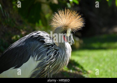 Nahaufnahme (Balearica Regulorum) oder gekrönter Kran mit Sune Blitz der Krone, Bild vom Park in Puerto De La Cruz-Teneriffa-Spanien. Stockfoto