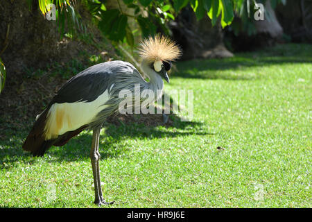 Kran (Balearica Regulorum) stehen auf dem Rasen mit Sonne in der Krone, Bild vom Park in Puerto De La Cruz-Teneriffa-Spanien gekrönt. Stockfoto