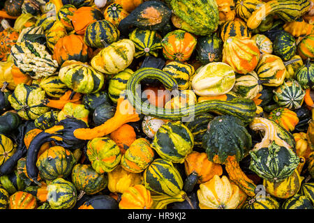 Eine Nahaufnahme von Kürbisse auf dem Bauernhof produzieren in der Nähe von Walnut Creek, Ohio, USA. Stockfoto