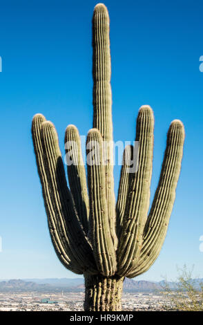 Ein Saguaro-Kaktus in South Mountain Park außerhalb von Phoenix, Arizona.