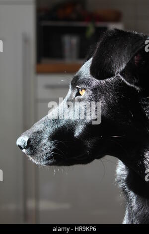 Schwarzer Hund nach draußen Stockfoto