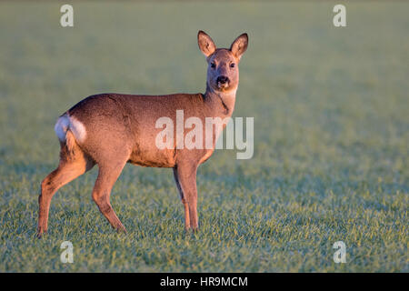 Weibliche Reh (Capreolus Capreolus) im Wintermantel auf einem Winter Getreide Feld, Cambridgeshire, England Stockfoto