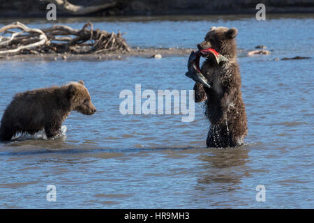 Eine wilde Brown Bear Cub isst Fisch im natürlichen Lebensraum Stockfoto