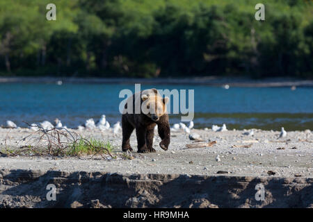Ein wilder Bär Spaziergänge entlang des Ufers des Sees Stockfoto