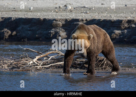 Ein wilde Braunbären ist Fischen in einem See in seinem Lebensraum Stockfoto