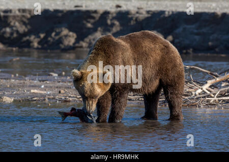 Blick auf Kurilen See und wilde Bären vor der Kulisse des Vulkans Iljinski in Kamtschatka Region Russlands Stockfoto