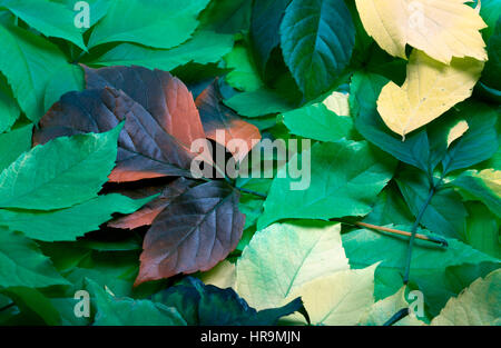 Hintergrund von wildem Wein multicolor Herbst Blätter. Parthenocissus Quinquefolia Laub. Stockfoto