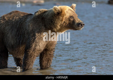 Braunbär Fang von Fischen in Kurilen See des südlichen Kamtschatka Wildlife Refuge in Russland Stockfoto