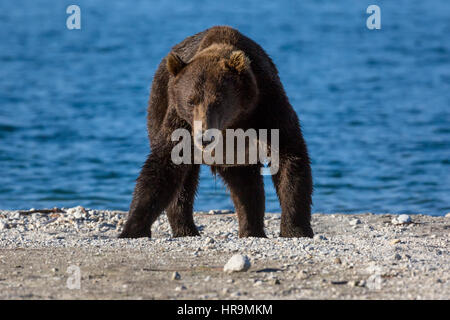 Braunbär Fang von Fischen in Kurilen See des südlichen Kamtschatka Wildlife Refuge in Russland Stockfoto