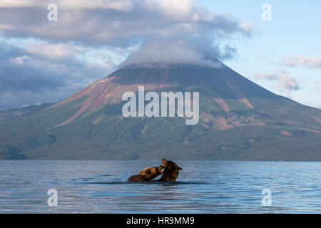 Blick auf Kurilen See und wilde Bären spielen vor dem Hintergrund des Vulkans Iljinski in Kamtschatka Region Russlands Stockfoto
