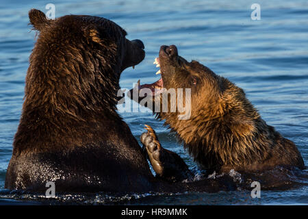 Ein paar wilde Bären kämpfen in einem See in ihrem natürlichen Lebensraum Stockfoto