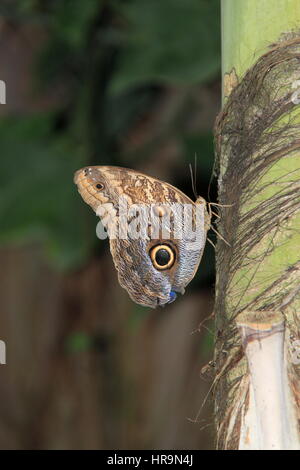 Riesen Eule (Caligo memnon). Schmetterlinge im Glashaus 2017, RHS Garden Wisley, Woking, Surrey, England, Großbritannien, USA, UK, Europa Stockfoto