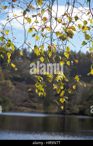 Birkenbaum in voller Herbst Farben wächst durch die Küstenlinie von Tarn Hows zwischen Coniston und Ambleside The Lake District Cumbria England Stockfoto