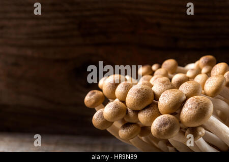 Nahaufnahme von Shimeji Pilze braune Sorten auf hölzernen Hintergrund mit Textfreiraum Stockfoto