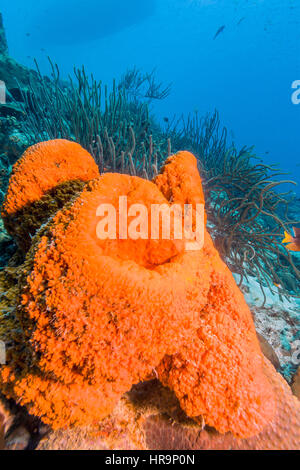 Agelas Clathrodes, auch bekannt als der orange Elefant Schwamm, Ohr ist eine Art von demosponge Stockfoto