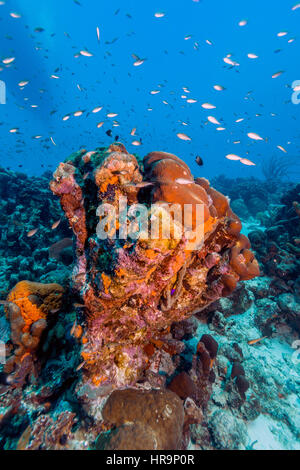 Agelas Clathrodes, auch bekannt als der orange Elefant Schwamm, Ohr ist eine Art von demosponge Stockfoto