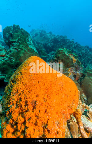 Agelas Clathrodes, auch bekannt als der orange Elefant Schwamm, Ohr ist eine Art von demosponge Stockfoto