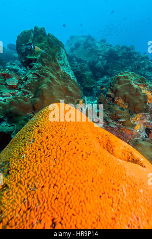 Agelas Clathrodes, auch bekannt als der orange Elefant Schwamm, Ohr ist eine Art von demosponge Stockfoto