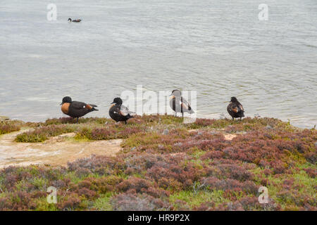 Gruppe von Brandgänse an den bunten bewachsenen Ufern der Salzseen auf Rottnest Island in Western Australia. Stockfoto