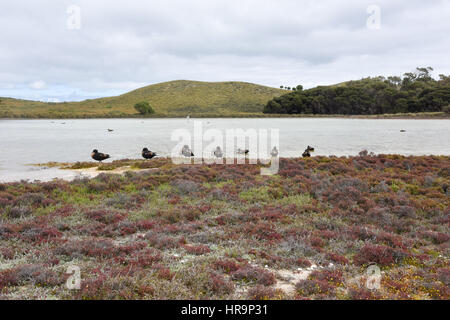 Gruppe von Brandgänsen auf einheimische Flora durch die Salzseen auf Rottnest Island in Western Australia. Stockfoto