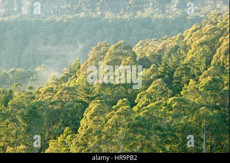 Sonnenaufgang am Wald in Australien Kangaroo Valley Stockfoto