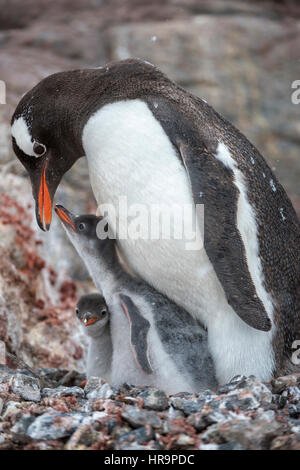 Ein Erwachsener Gentoo Penguin (Pygoscelis Papua) Unterbringung und Fütterung ihrer Wochen altes Paar Küken an einem verschneiten Morgen in der Antarktis. Stockfoto