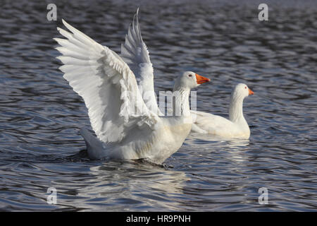 Eine weiße Gans mit den Flügeln Stockfoto